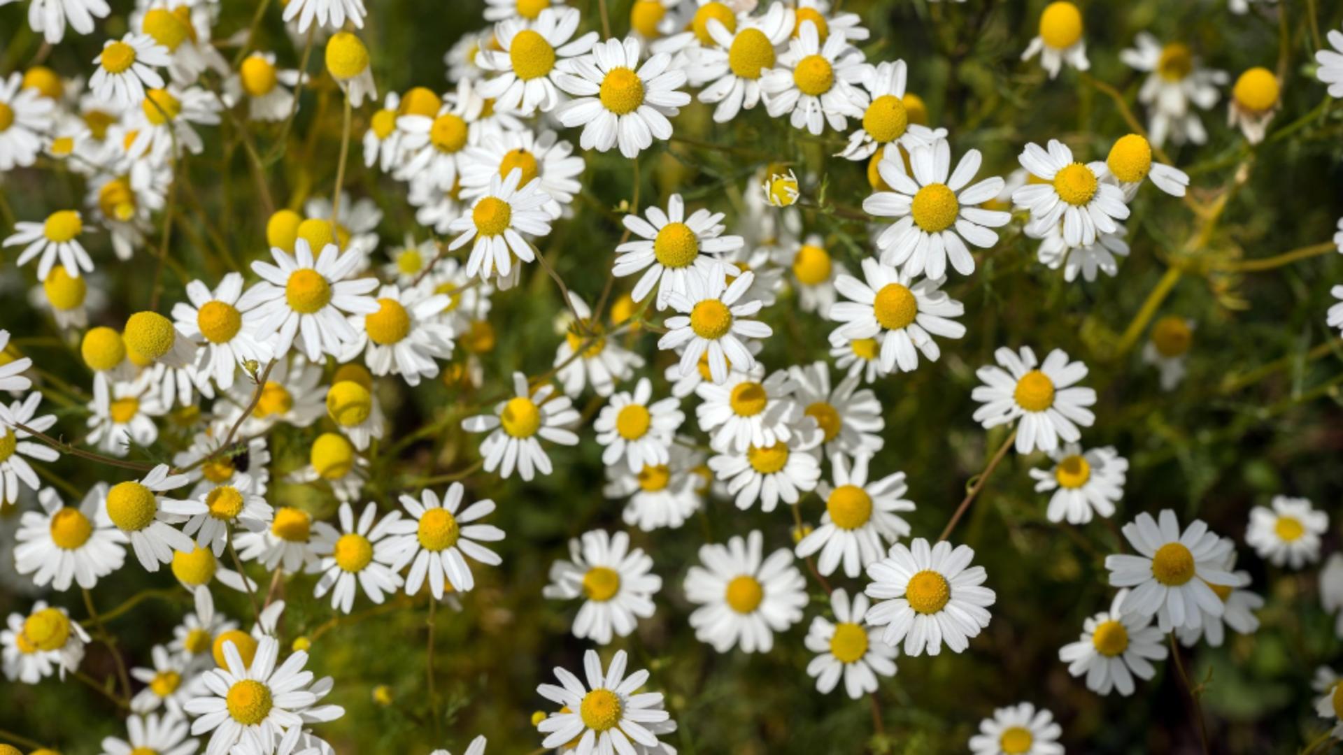 Comoara din natură: 7 plante medicinale care se recoltează în luna mai: proprietățile lor terapeutice sunt uimitoare/ Profimedia