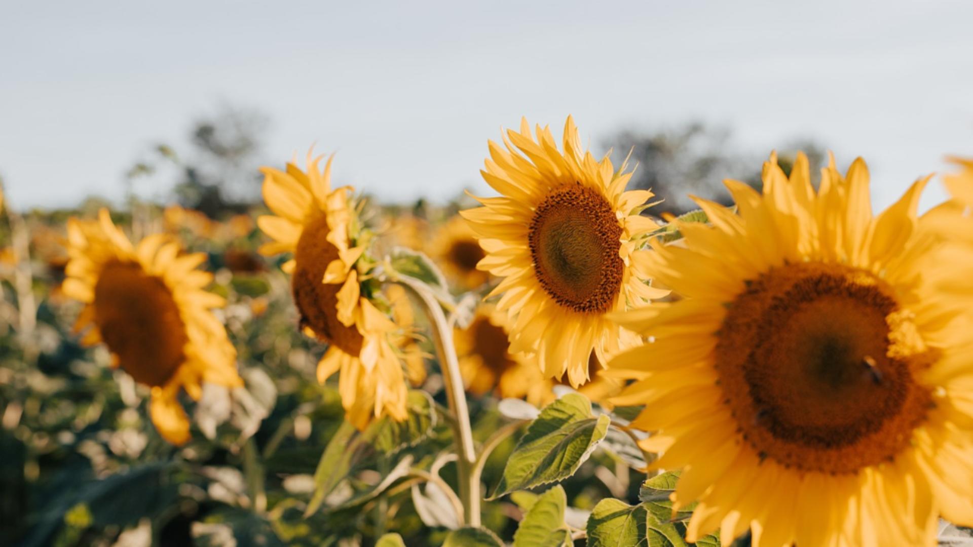 Schimbare radicală a vremii. România va fi lovită de un val de aer tropical: când vor fi 34 de grade