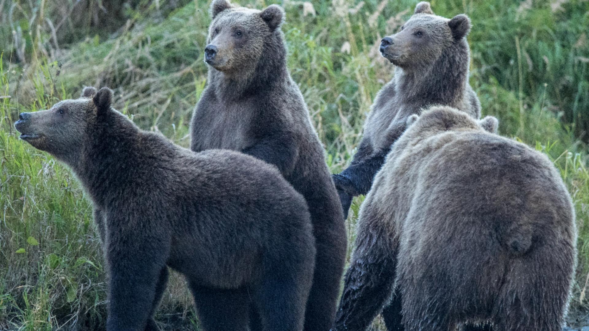 Întâlnire de groază pentru un grup de turiști: Patru urși le-au stricat vacanța. Oamenii au cerut ajutorul jandarmilor ca să scape de fiare
