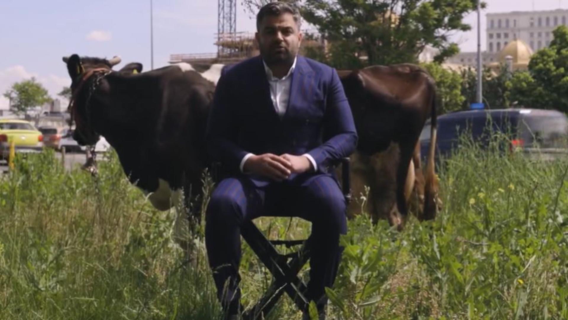 Adrian Vigheciu, candidatul PSD-PNL la Primăria Sectorului 5, a ieșit cu vaca la păscut 