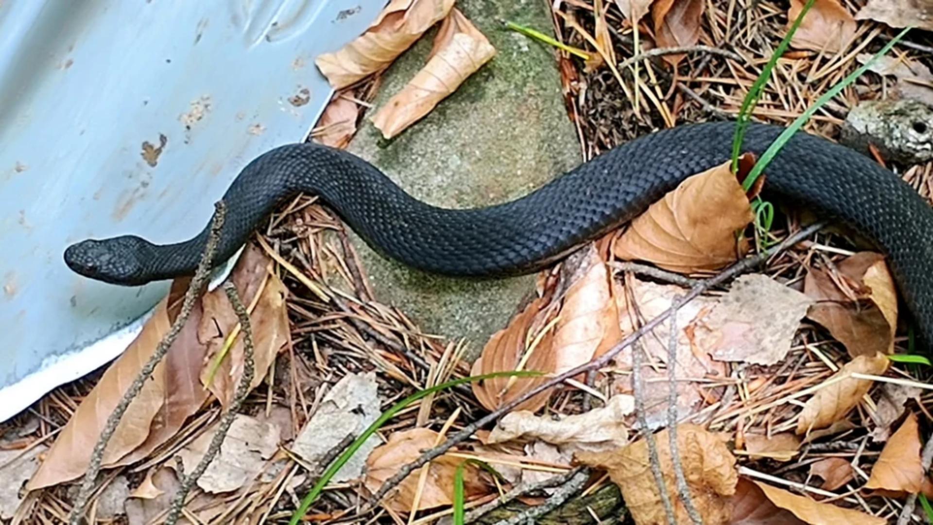 Vipera neagră, unul dintre cei mai rari șerpi din România. Foto/C. Chiriac