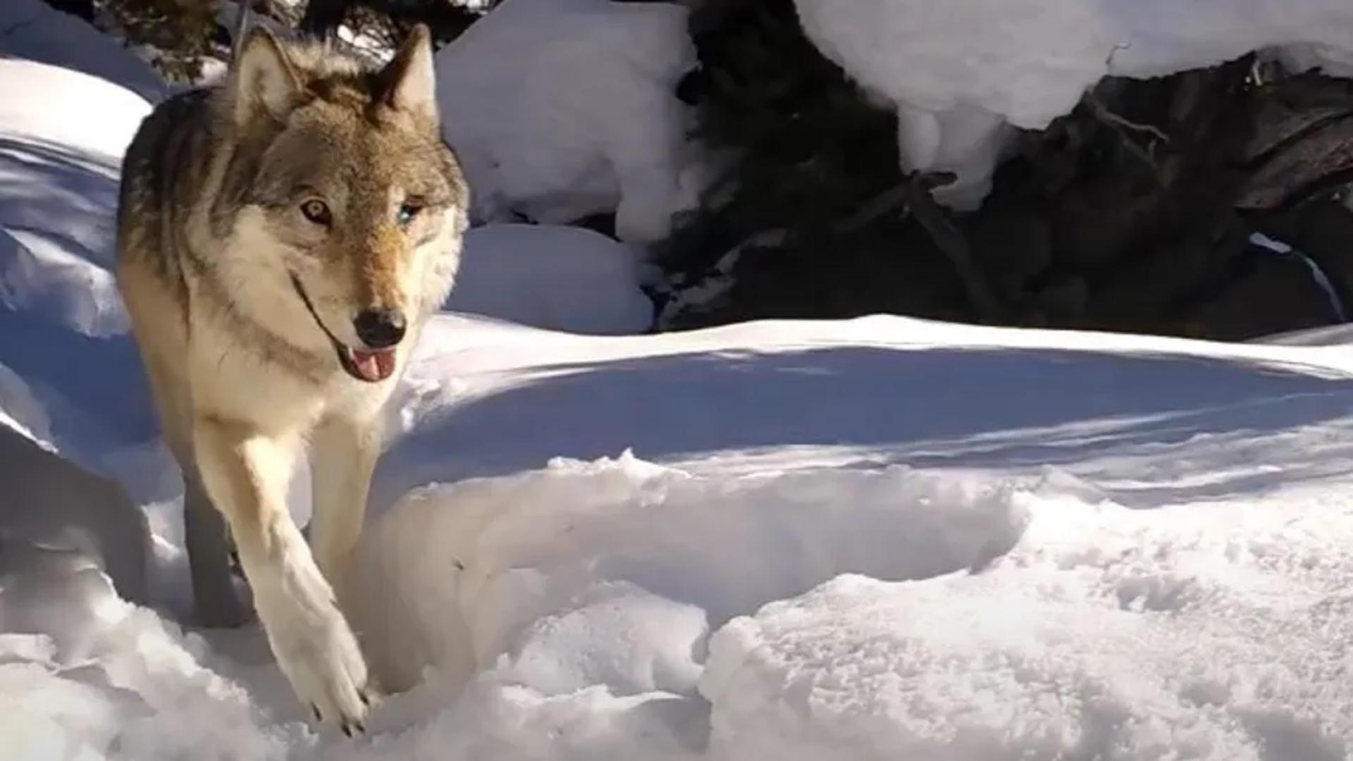 Wolf 907F este o eroină a Parcului Yellowstone(foto: Yellowstone Wolf and Cougar Project)