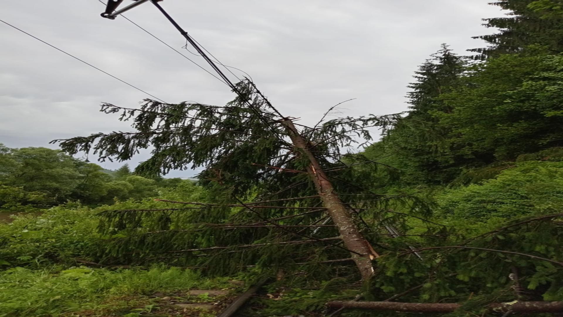 Întârziere de aproximativ 3 ore pentru un tren care circula pe ruta Mangalia-Satu Mare, din cauza unui copac căzut pe linia de alimentare cu energie electrică