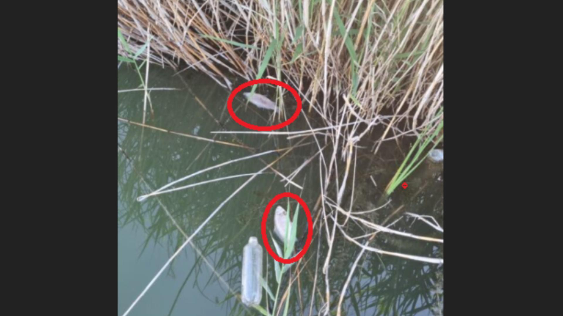 Mai mulţi peşti morţi, găsiţi în lacul Bistreţ din județul Dolj! Apele Române și DSV caută răspunsuri: s-au luat probe de apă