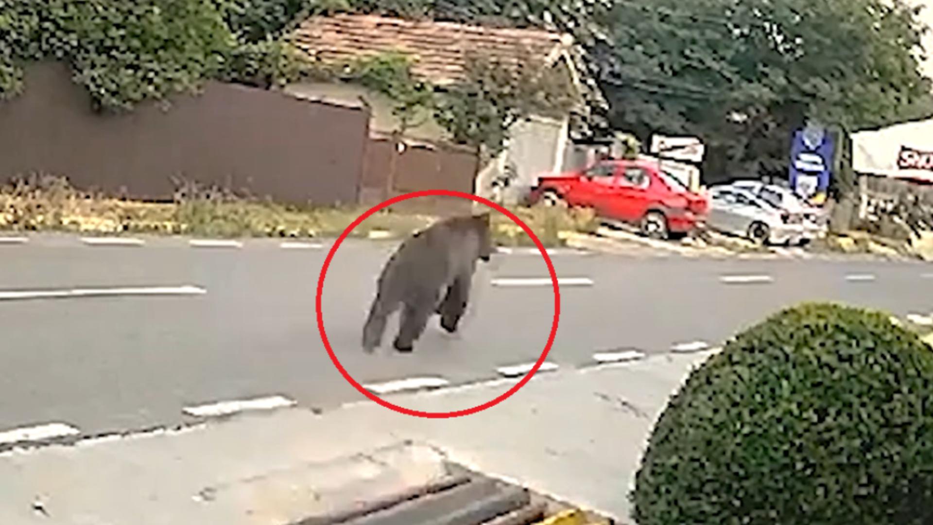 RO-Alert într-o localitate din Buzău: un urs a fost surprins plimbându-se nestingherit pe străzi, în plină zi. Imagini halucinante