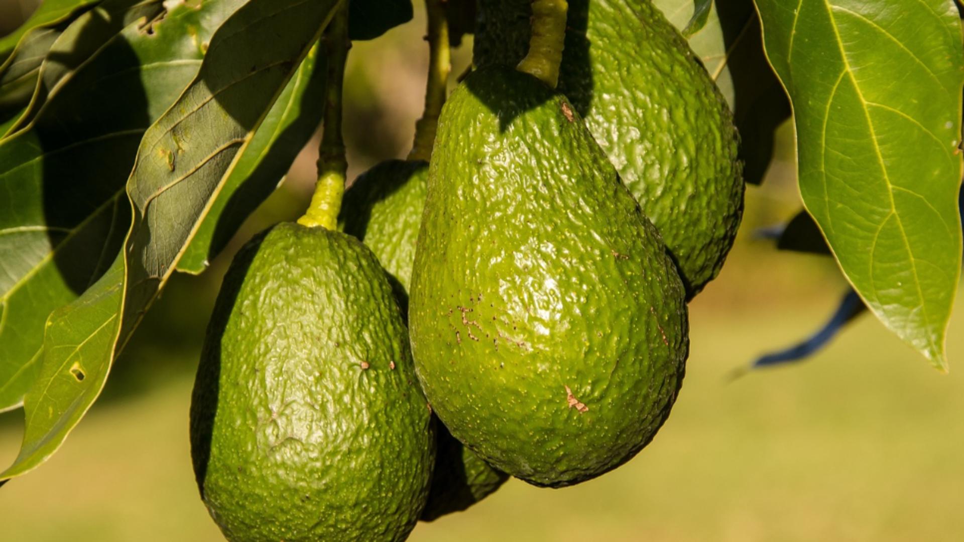 Cum grăbim coacerea unui avocado. Detaliul care face diferența