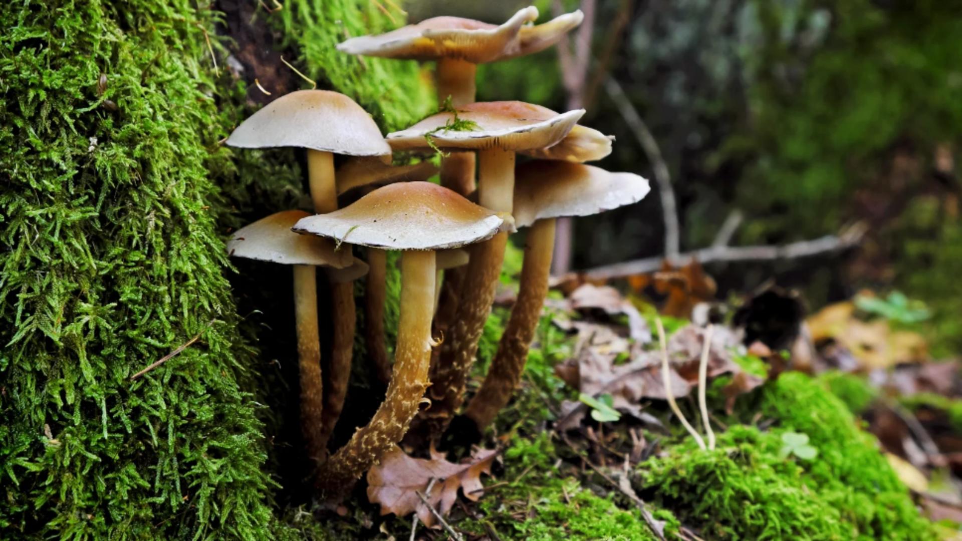 Cinci copii au ajuns la spital cu simptome grave de intoxicație după ce au mâncat ciuperci culese din pădure