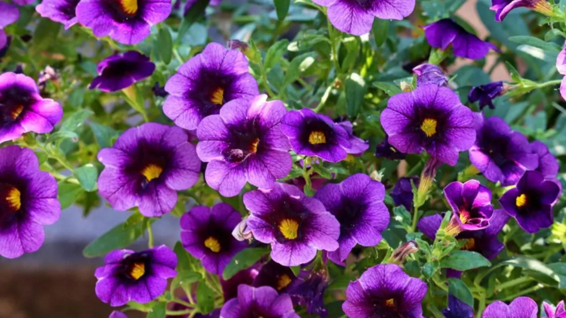 5 flori care rezistă la caniculă. Vor înfrumuseța casa și grădina chiar și la cele mai ridicate temperaturi