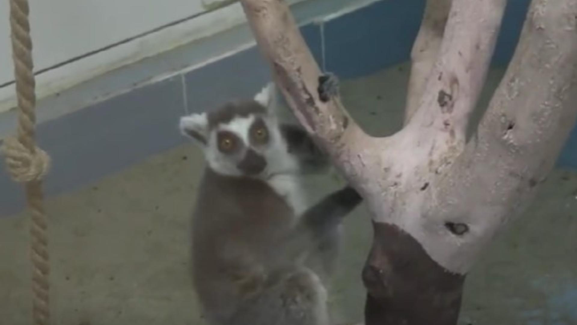 Un tânăr a furat un lemur de la grădina zoologică din Călărași 