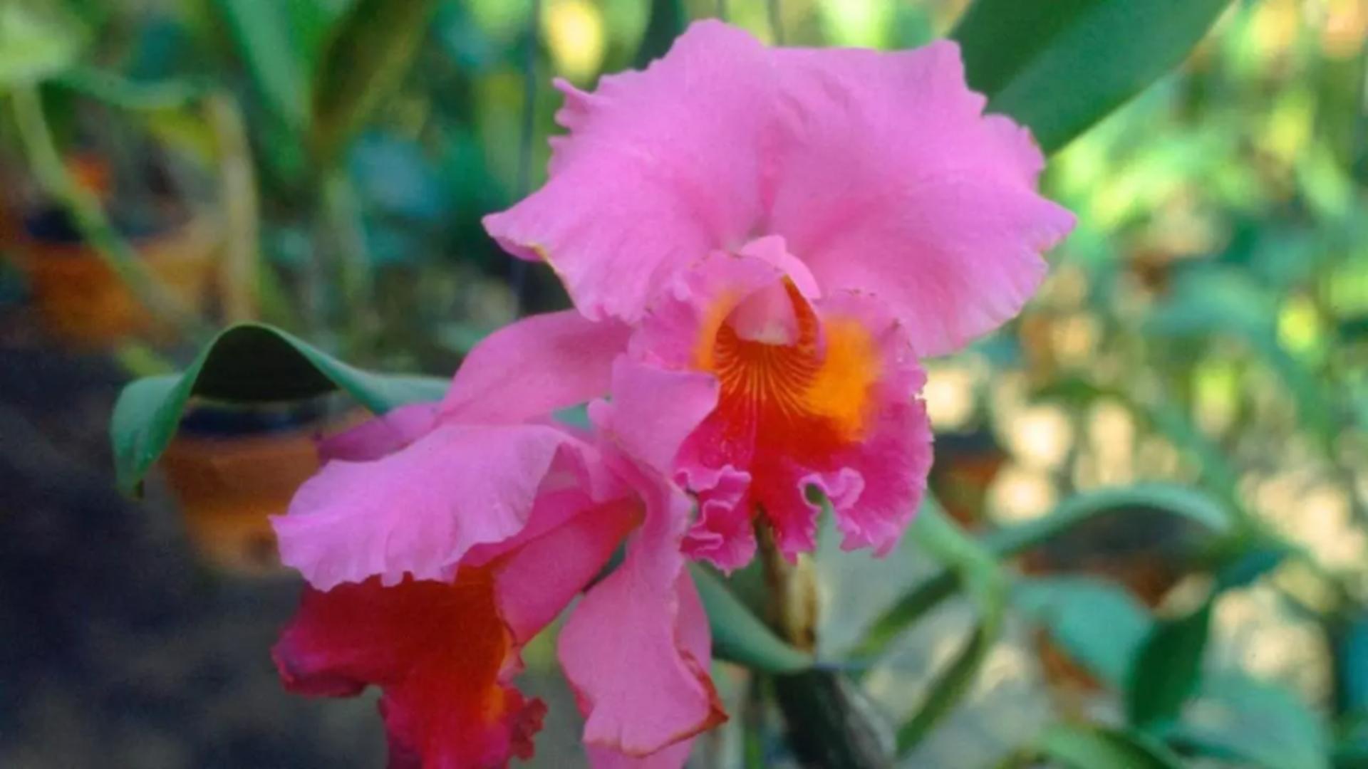 Trucurile grădinarilor pentru a face orhideea să înflorească de 3 ori pe an 
