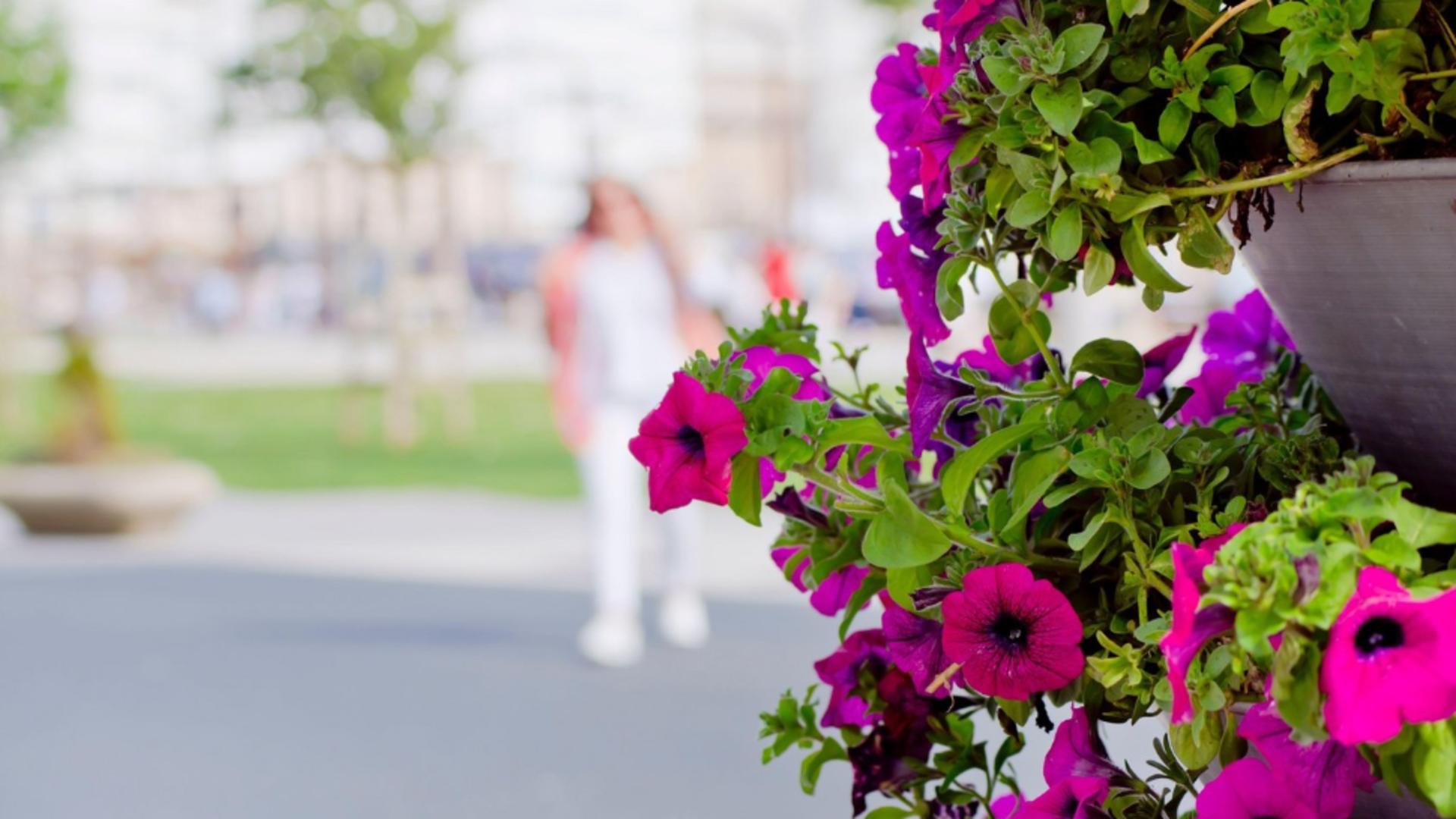 Petunia este una dintre florile de sezon (foto: Profimedia)