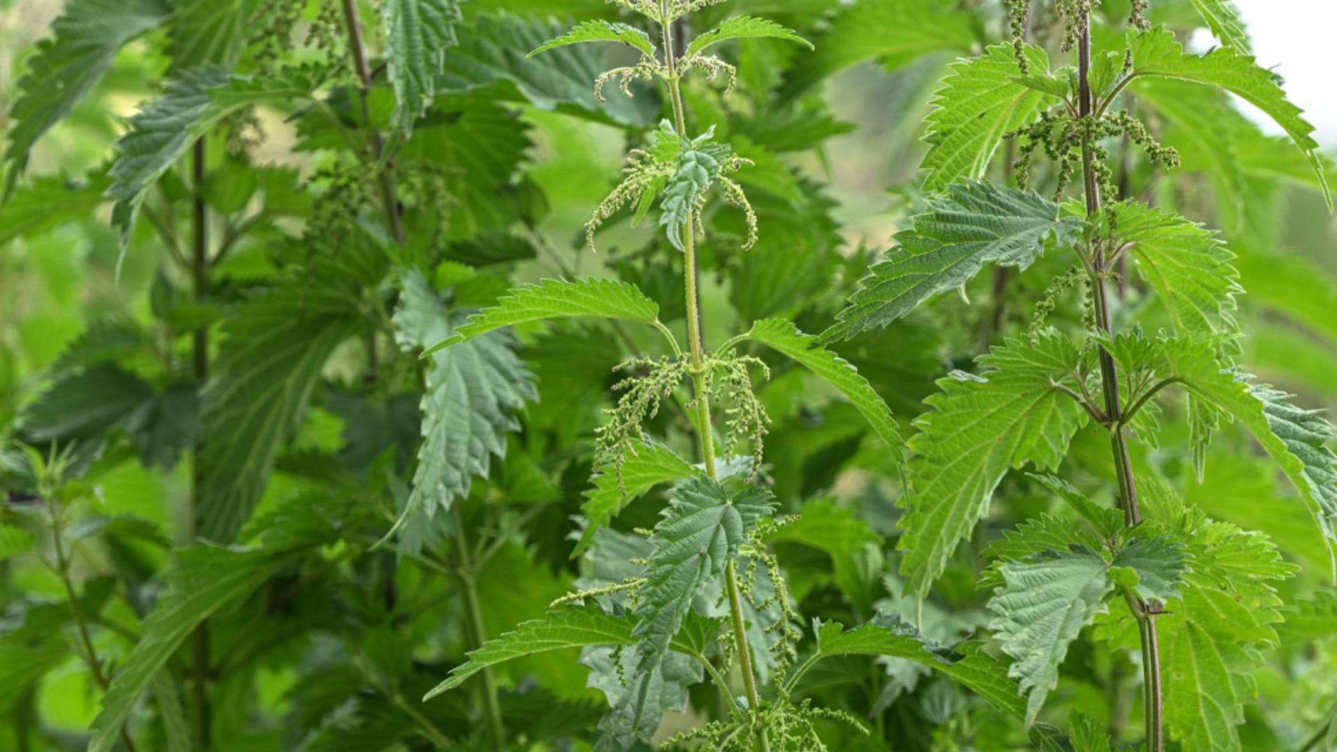 Planta pe care trebuie să o păstrezi în grădina ta cu orice preț: atrage fluturii și este un îngrășământ natural excelent. Benefii uriașe și pentru sănătate /Profimedia