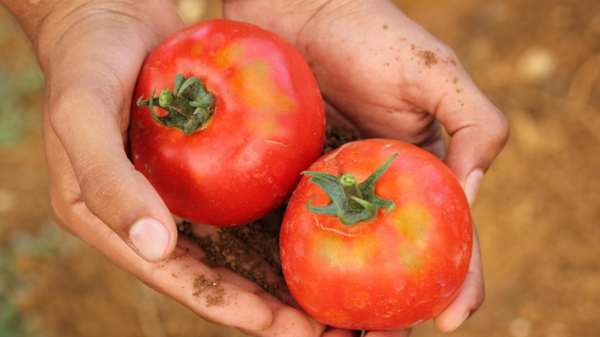 Care sunt cele mai gustoase roșii din piețe. Cum recunoști produsele românești