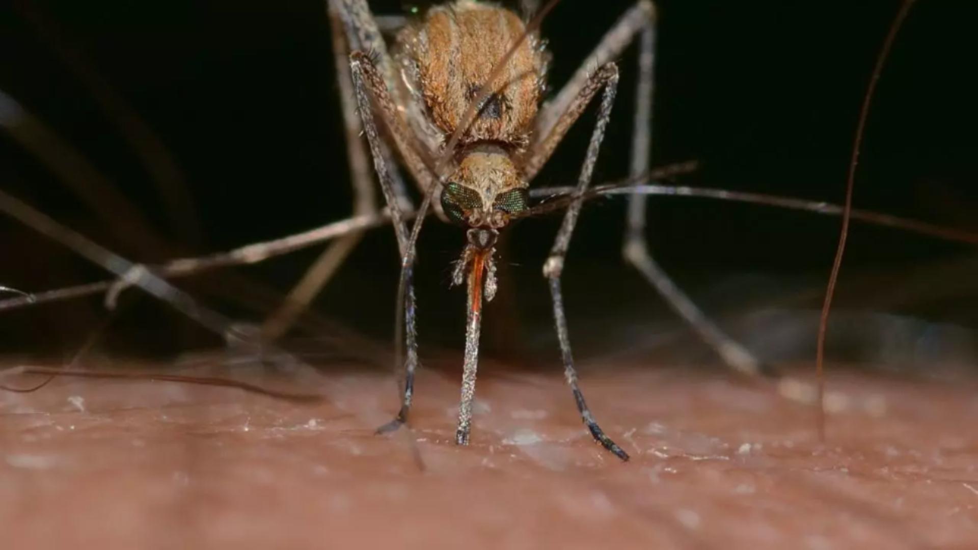 O grupă de sânge este un adevărat magnet pentru țânțari.