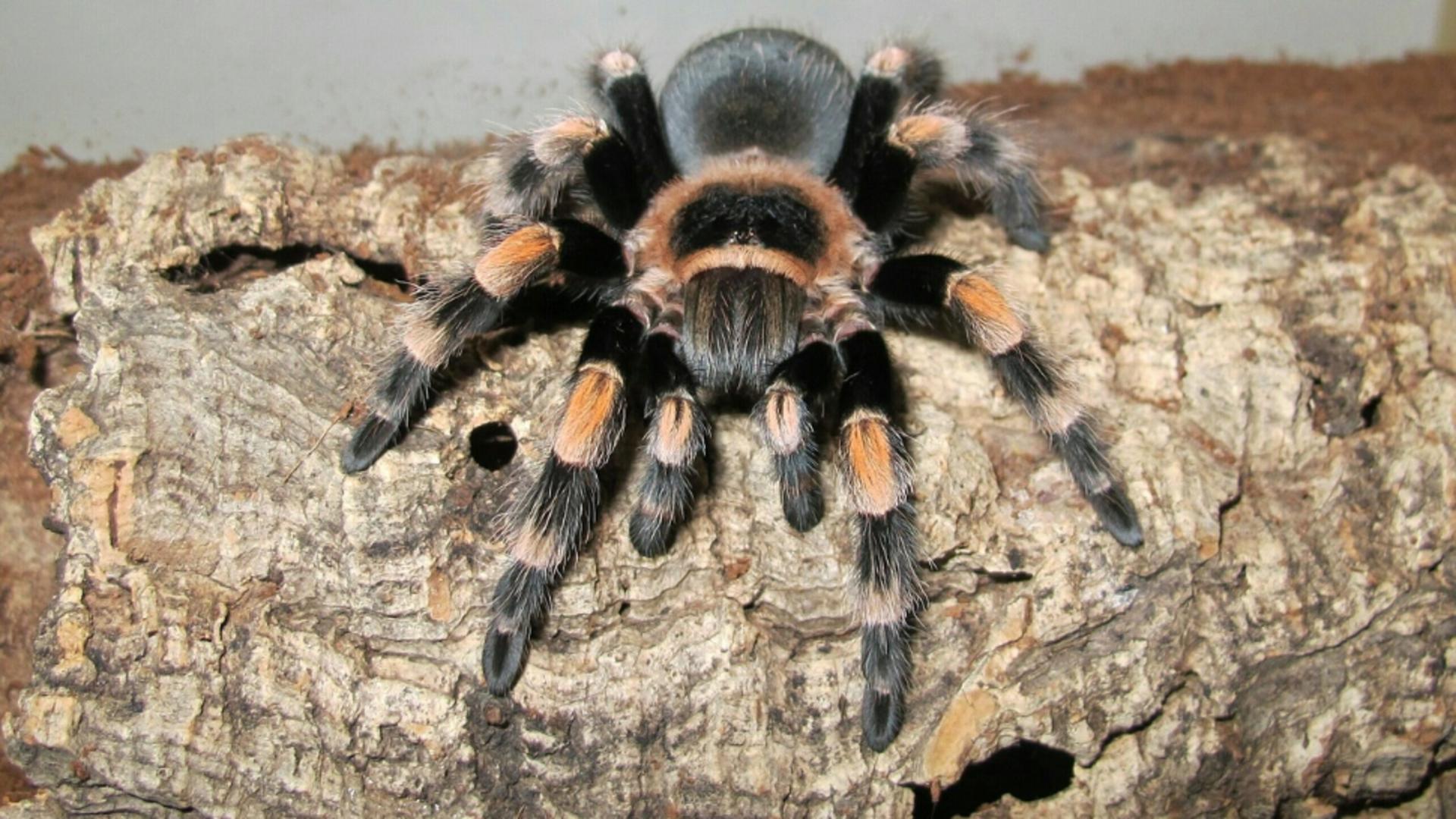 Cât costă o tarantula pe piața neagră. N-o să-ți vină să crezi cât costă un astfel de păianjen