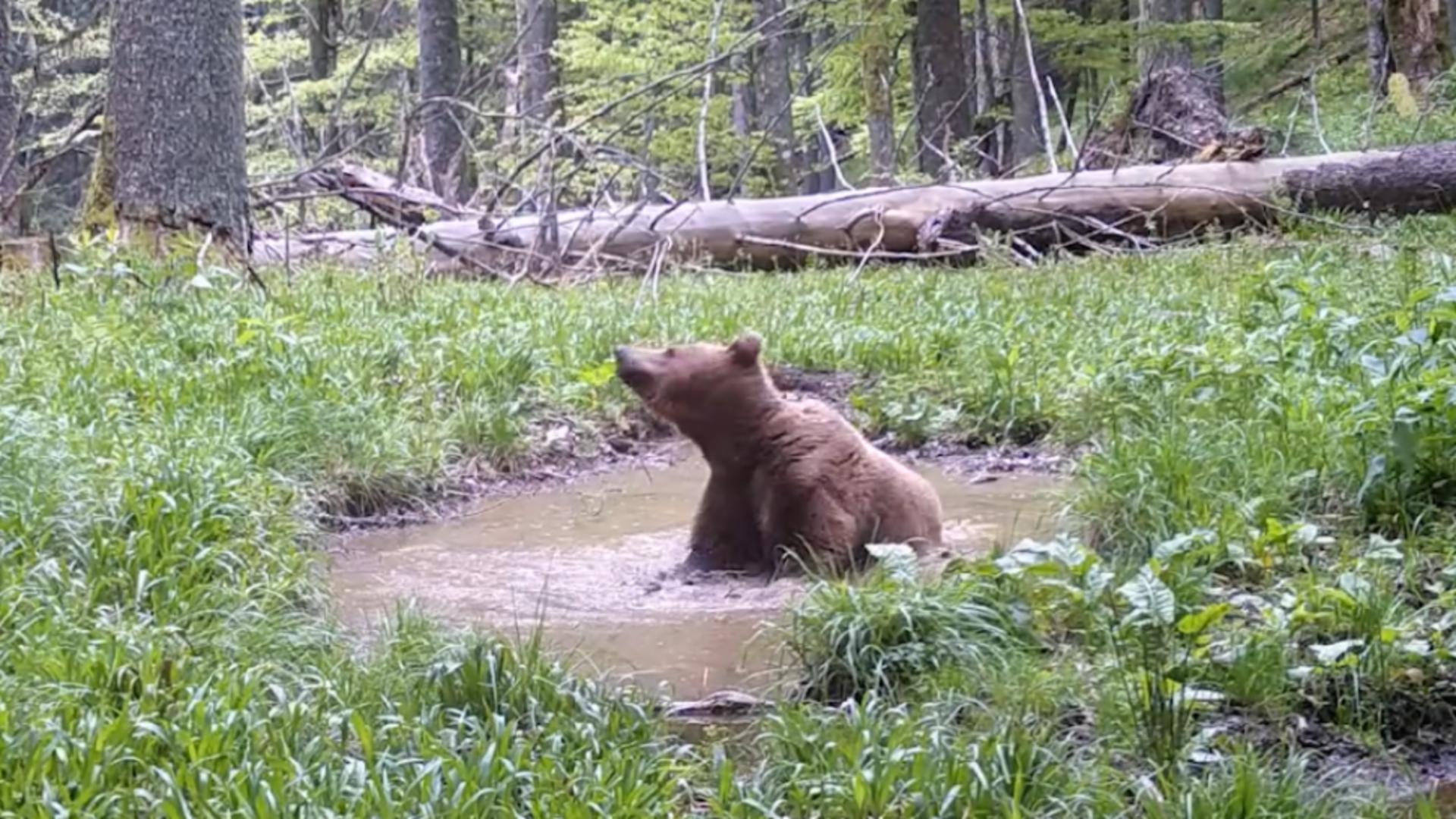 Urs filmat la o scăldătoare în Parcul Naţional Retezat. Foto: Captură Facebook