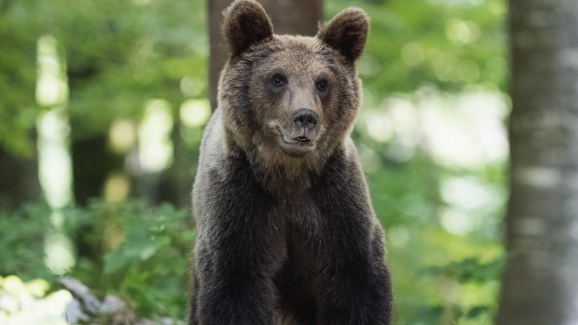 Alertă de urs în localitatea Cetatea de Baltă, din județul Alba! Locuitorii, sfătuiți la prudență