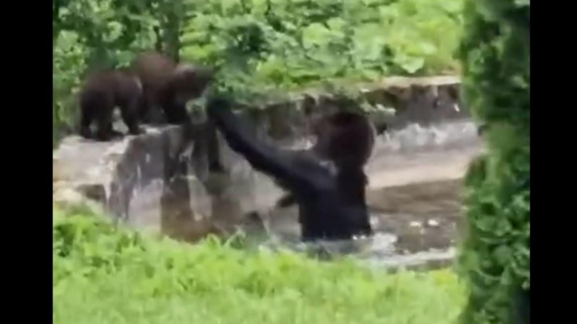 Ursoiaca, fericită că a găsit un ochi de apă ca să se răcorească. Foto/Captură video