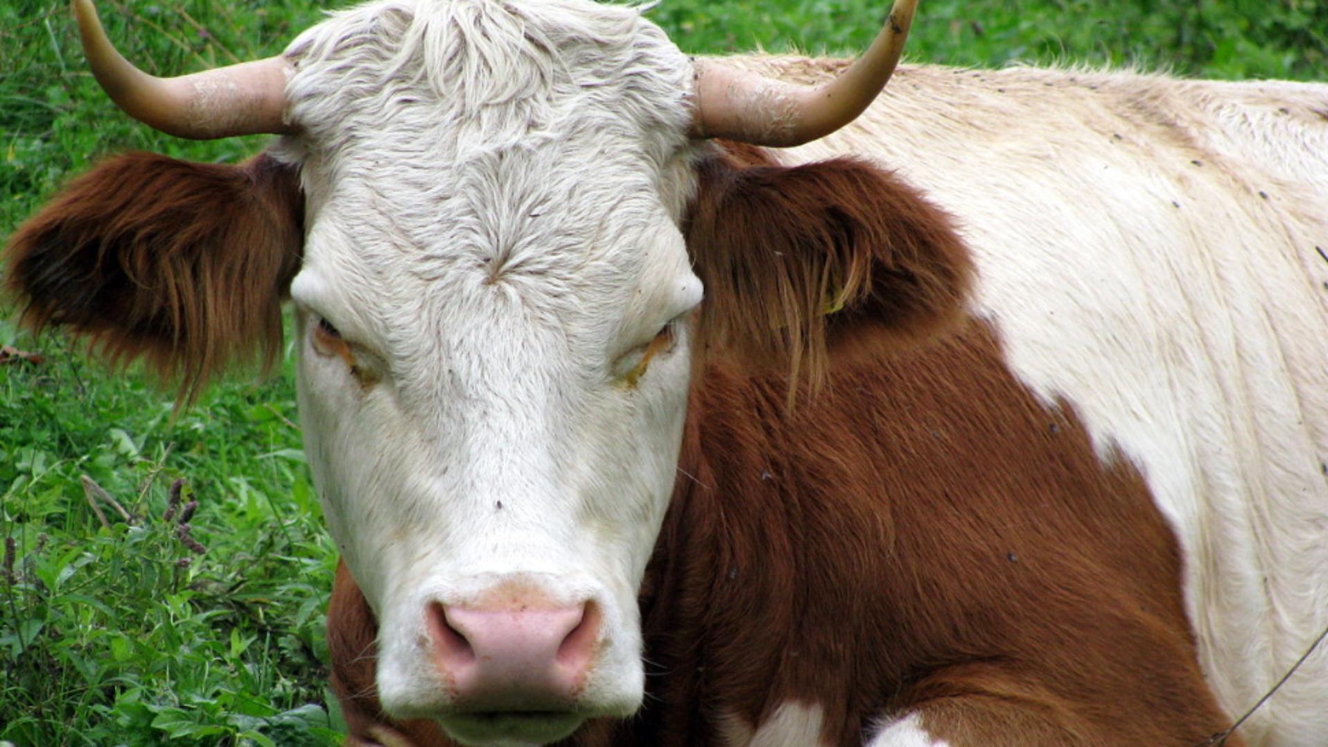 O turistă a fost ucisă de vaci în Alpii austrieci