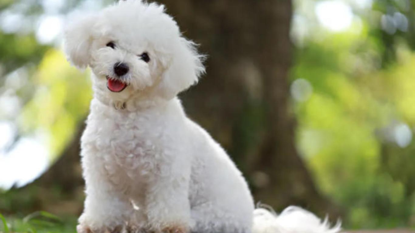 15 rase de câini care nu lasă păr. Sunt companionii perfecți pentru cei ...