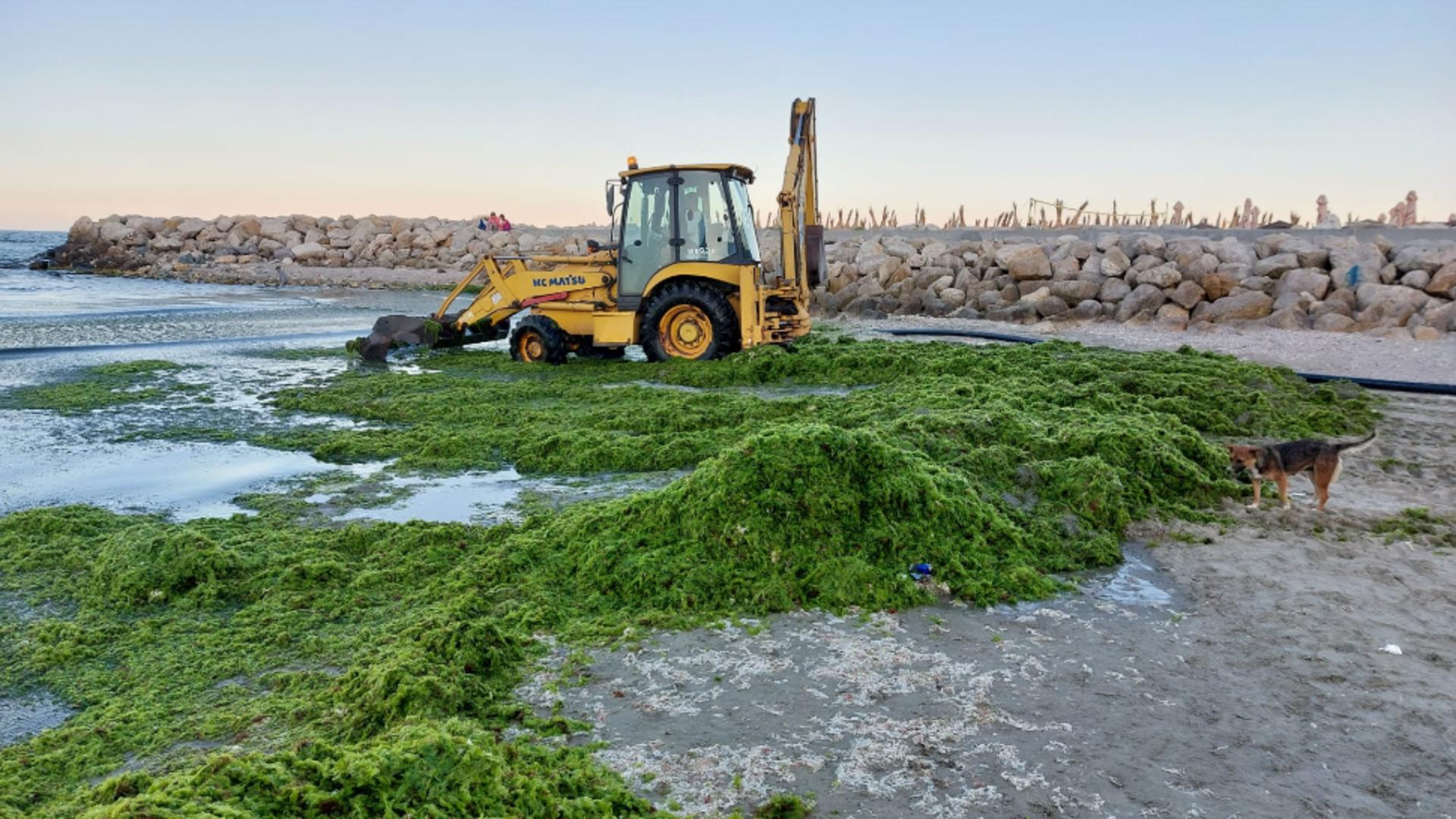 Litoralul românesc, invadat de alge. Cum explică experții fenomenul: plajele au devenit verzi. Cât de periculoase sunt, de fapt, pentru turiști