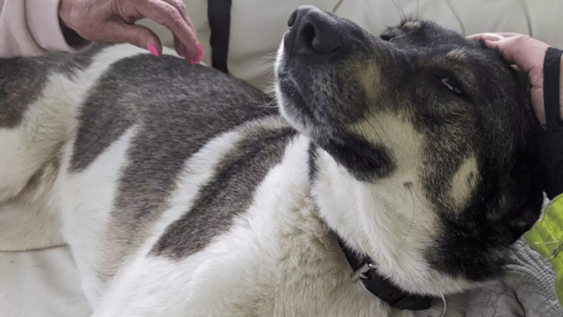 Jessie, cățelușa care și-a salvat stăpânii de la moarte. Foto: thepost.uk