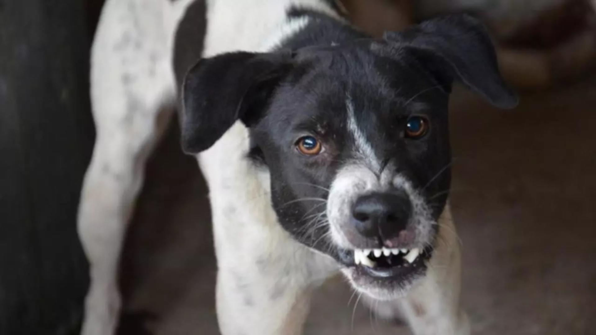 Ce face un câine înainte de a mușca? Gesturile la care să fii atent, ca să scapi teafăr