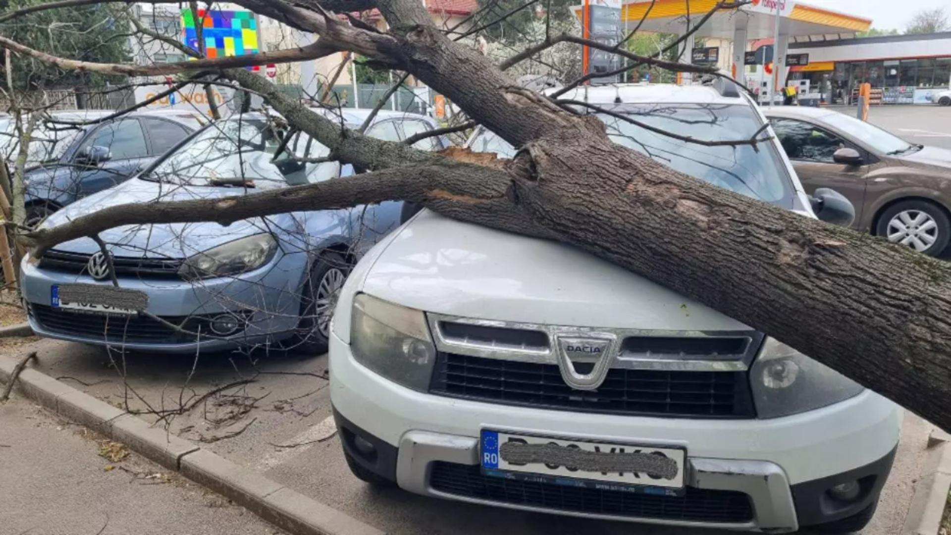 Ce te faci dacă a căzut un copac peste mașina ta