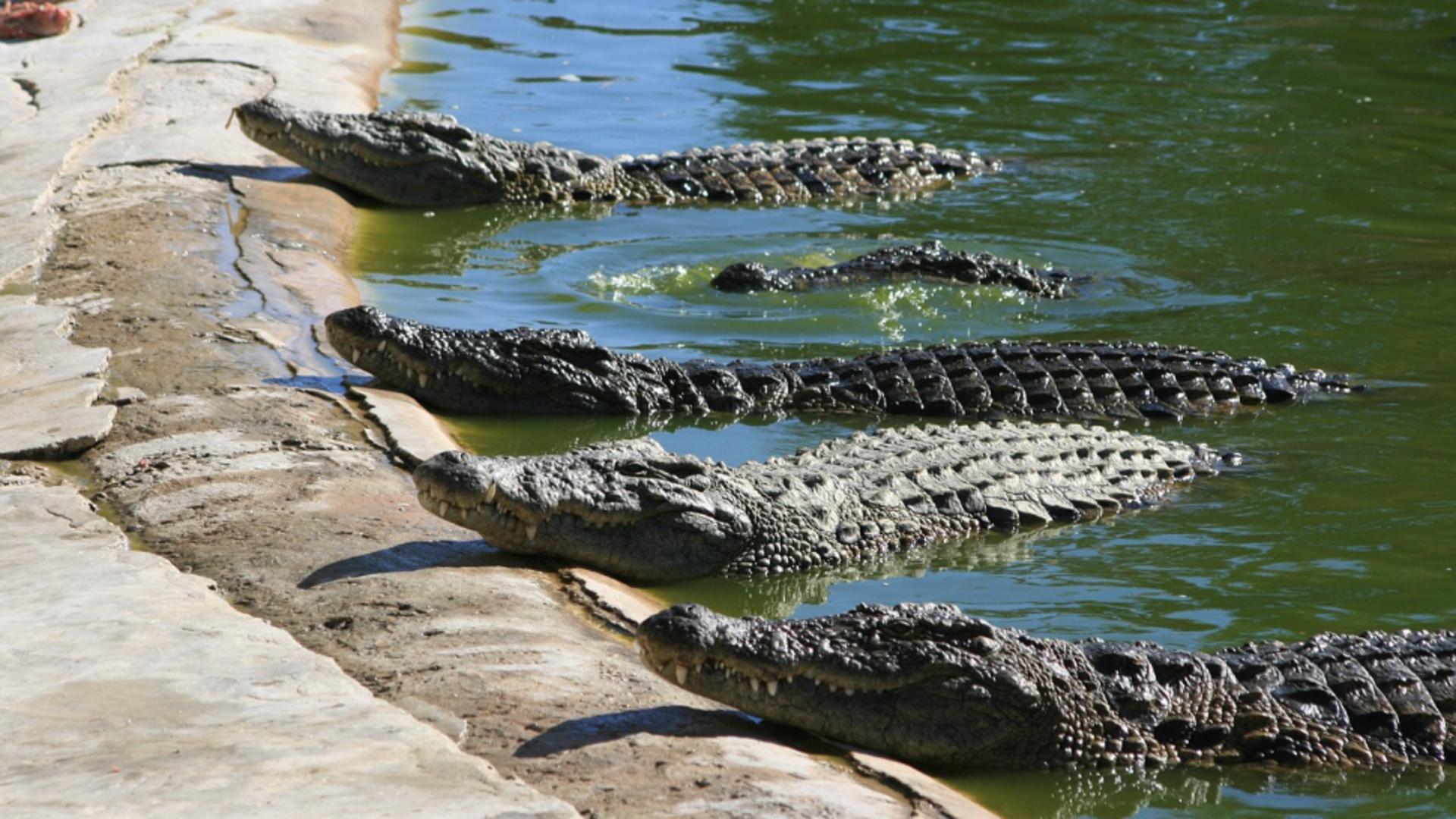 Crocodilii invadează orașele din cauza condițiilor meteo extreme. Cel puțin 200 de reptile au fost prinse de autorități