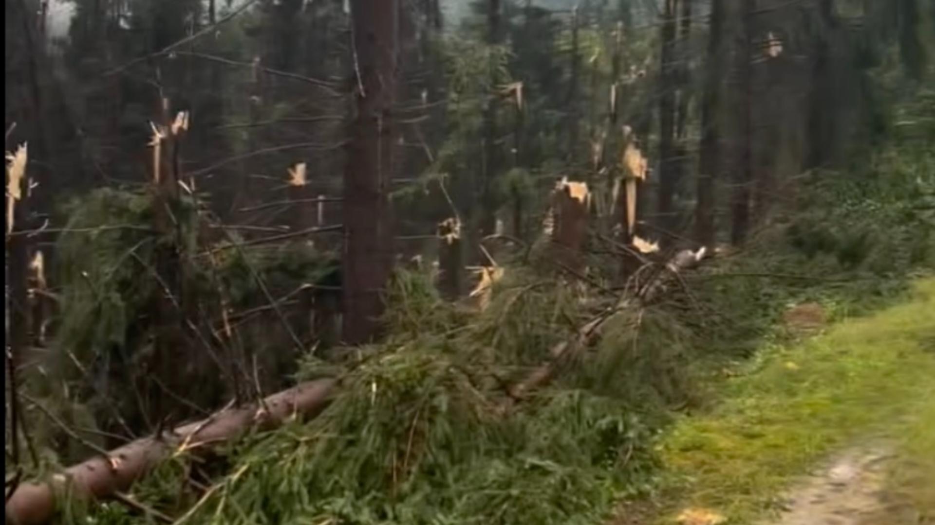 Urgie în Maramureș: o tornadă a culcat la pământ o pădure întreagă