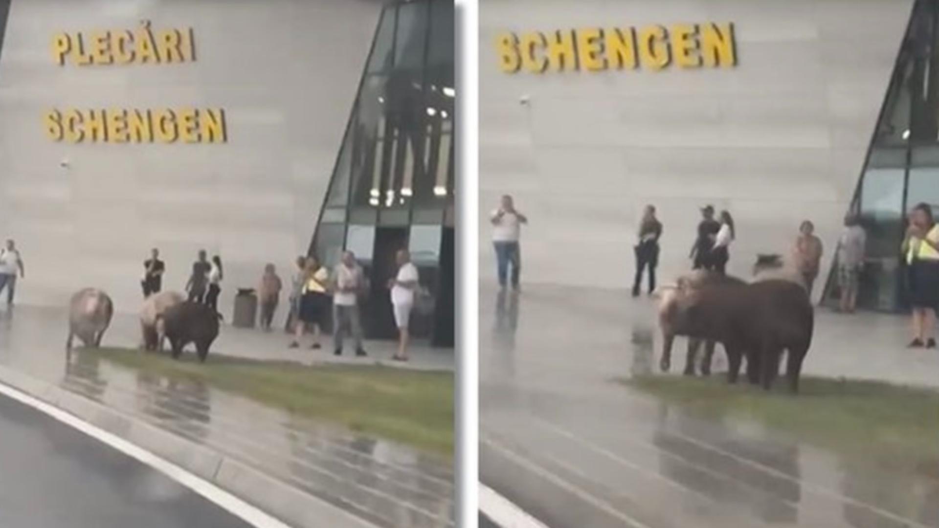Mai mulți porci, surprinși în timp ce pășteau în fața Aeroportului Timișoara, la terminalul plecări Schengen – VIDEO