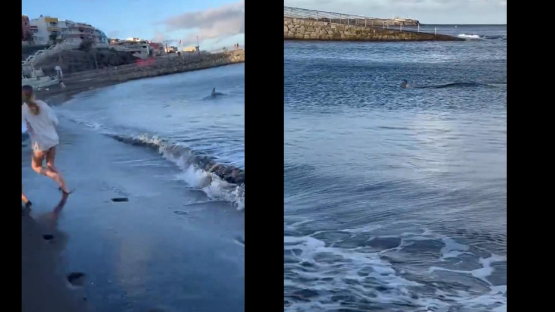 VIDEO: Momentul în care un rechin se apropie periculos de țărm și își pregătește atacul asupra turiștilor