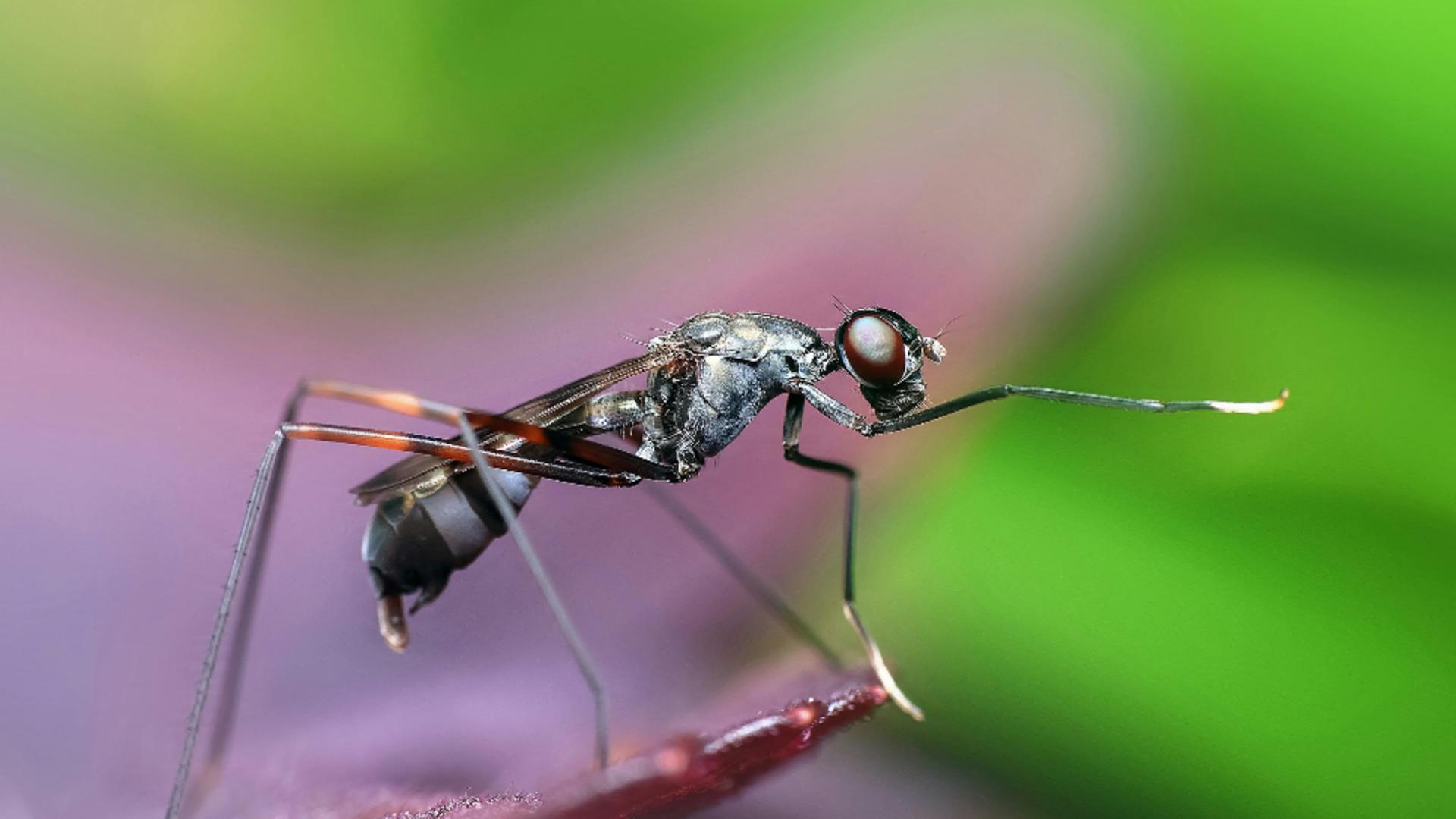  Remedii rapide pentru calmarea înțepăturilor de insecte. Cum poți stopa iritația și înlătura disconfortul