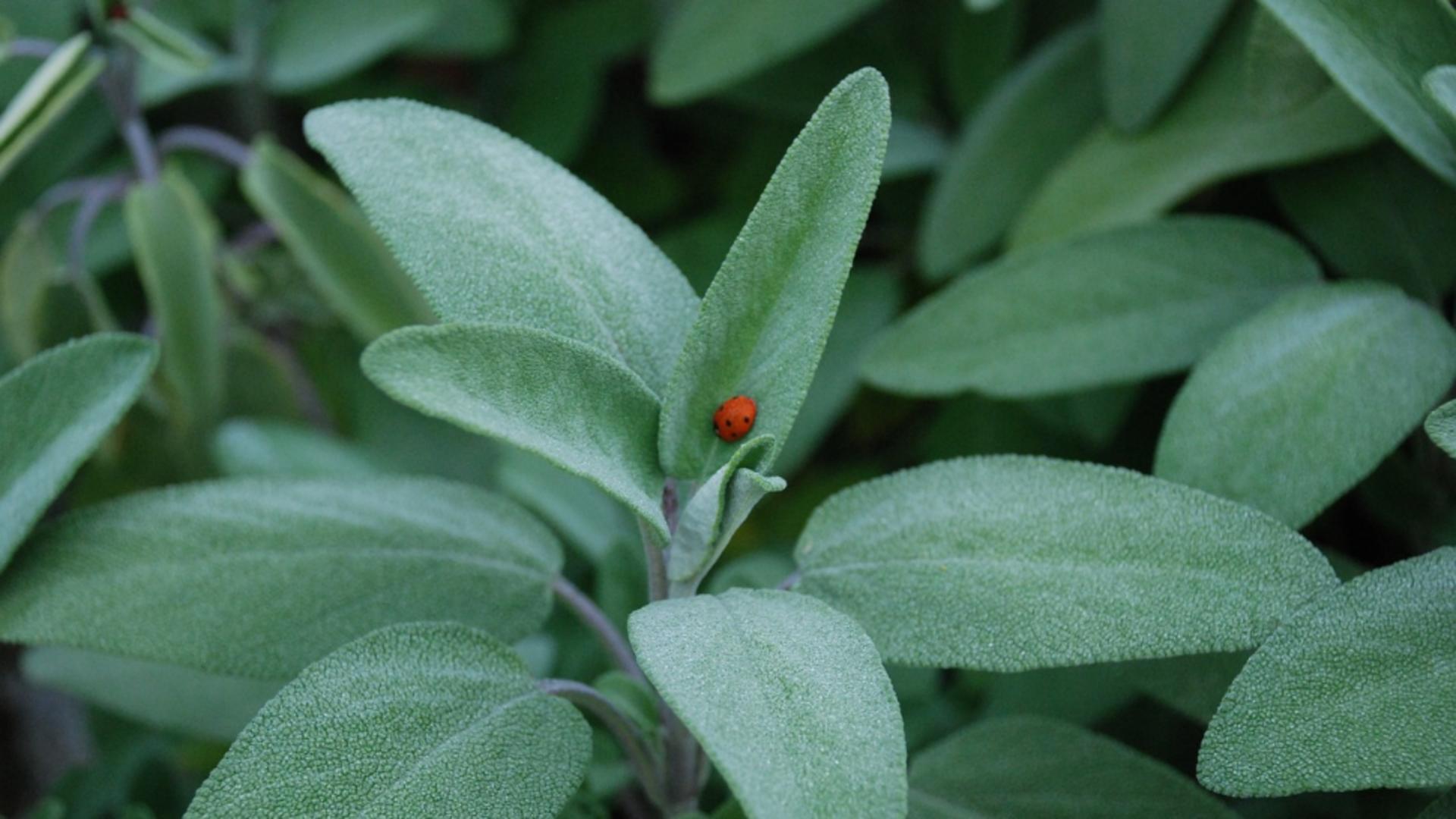 "Planta care salvează viața". Se crede că oprește evoluția celulelor canceroase