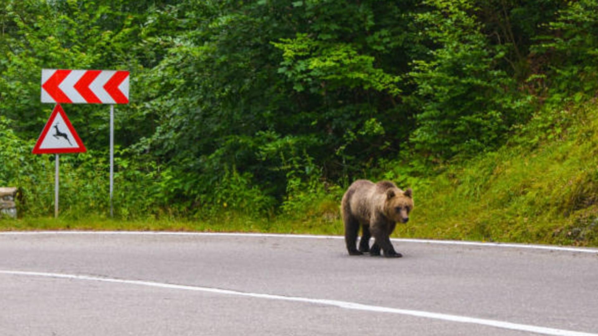 Zona stațiunilor este împânzită de urși