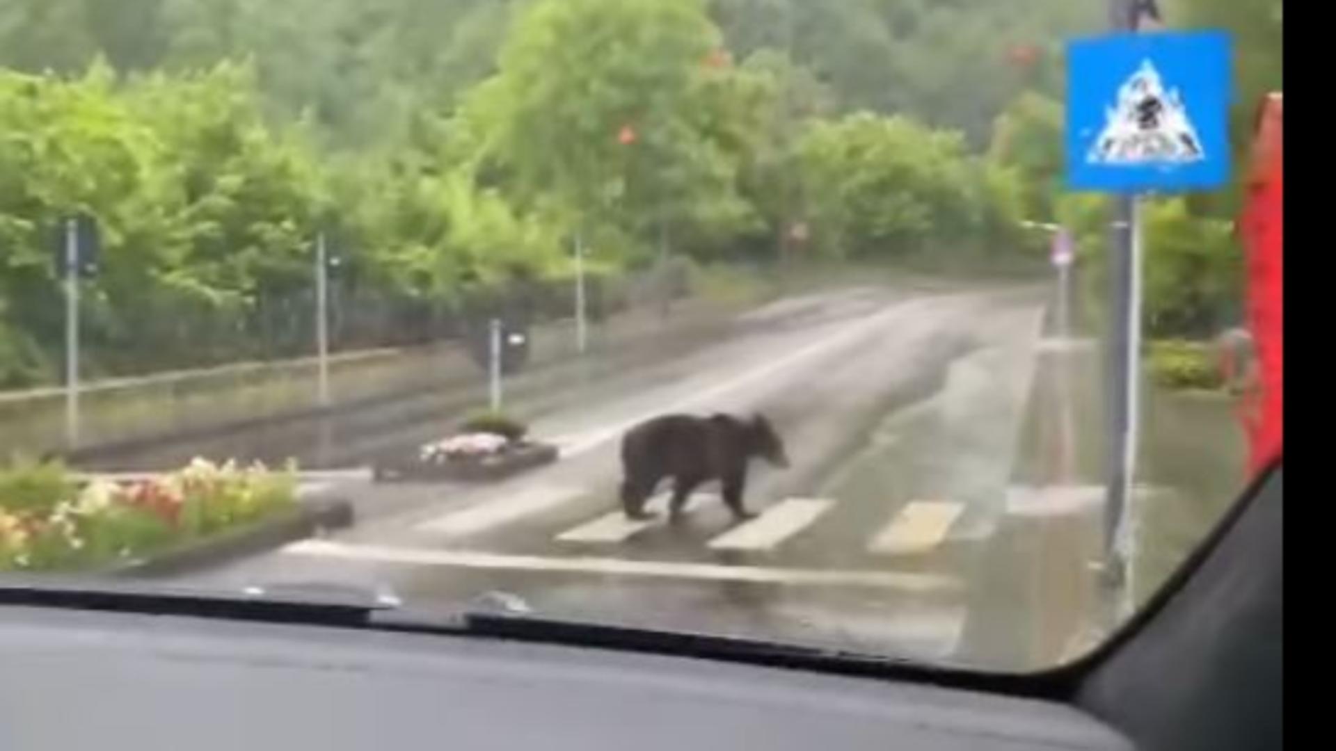 Și totuși, uneori, urșii se dovedesc a fi mai civilizați ca oamenii. Foto/Arhivă