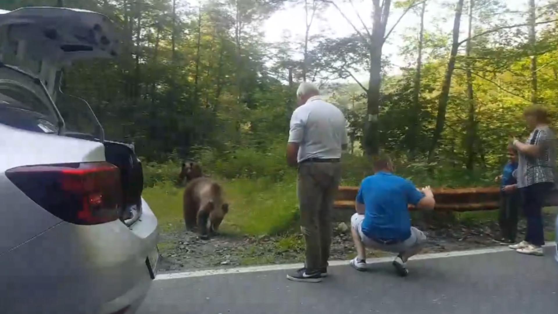 Ministrul mediului i-a luat în vizor pe cei care hrănesc urșii pe Transfăgărășan. Foto: Facebook