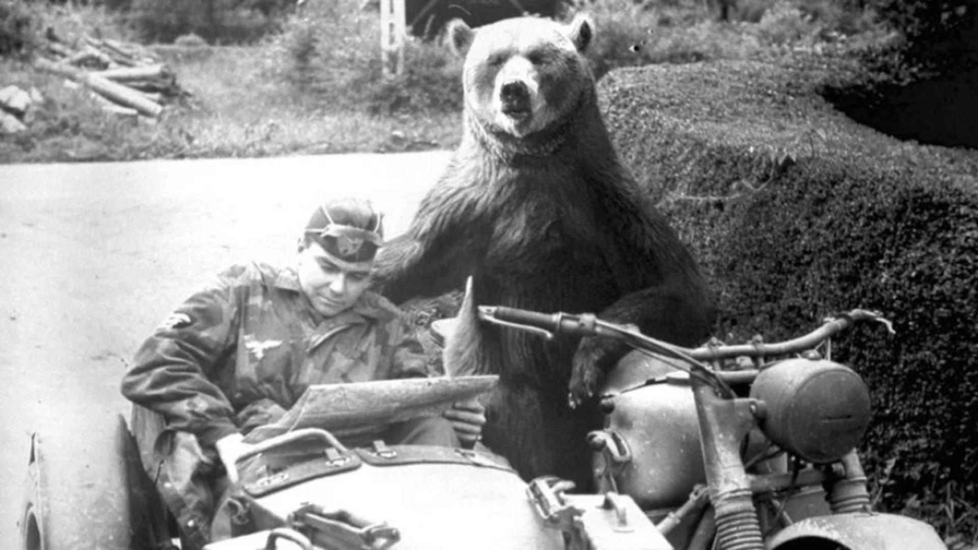 Wojtek, ursul – soldat care a luptat în cel de-Al Doilea Război Mondial. Scoțienii i-au ridicat statuie