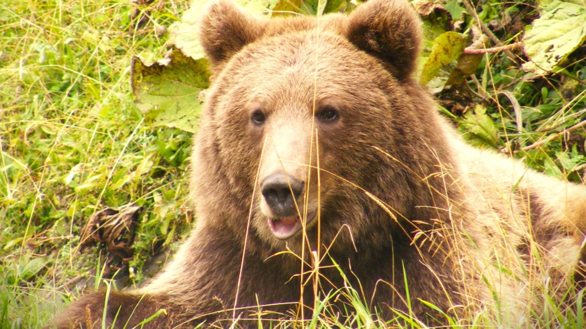 Alertă de urs în municipiul Miercurea-Ciuc. Animalul a intrat în curtea preşedintelui Consiliului Judeţean/ Arhivă foto