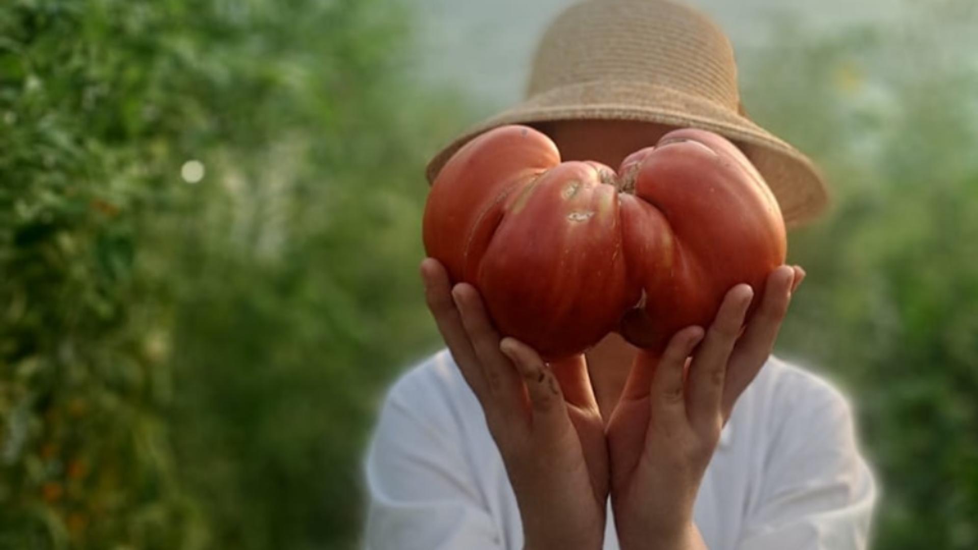 Roșie de peste 1,2 kilograme, cultivată în România: Se mărește de la an la an!