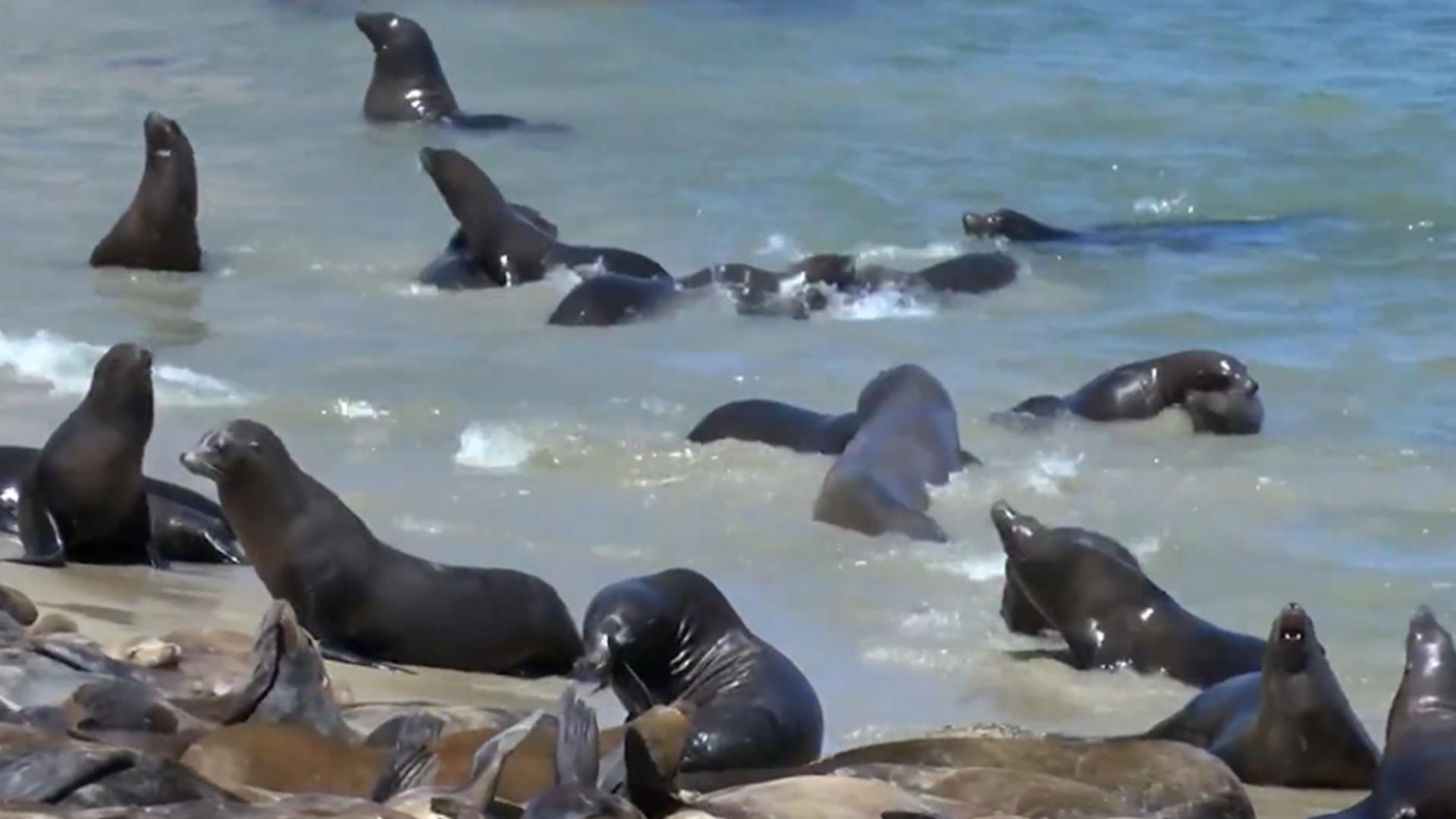 Invazie de lei de mare pe o plajă celebră din California! Accesul turiștilor în zonă, interzis/ Captură video