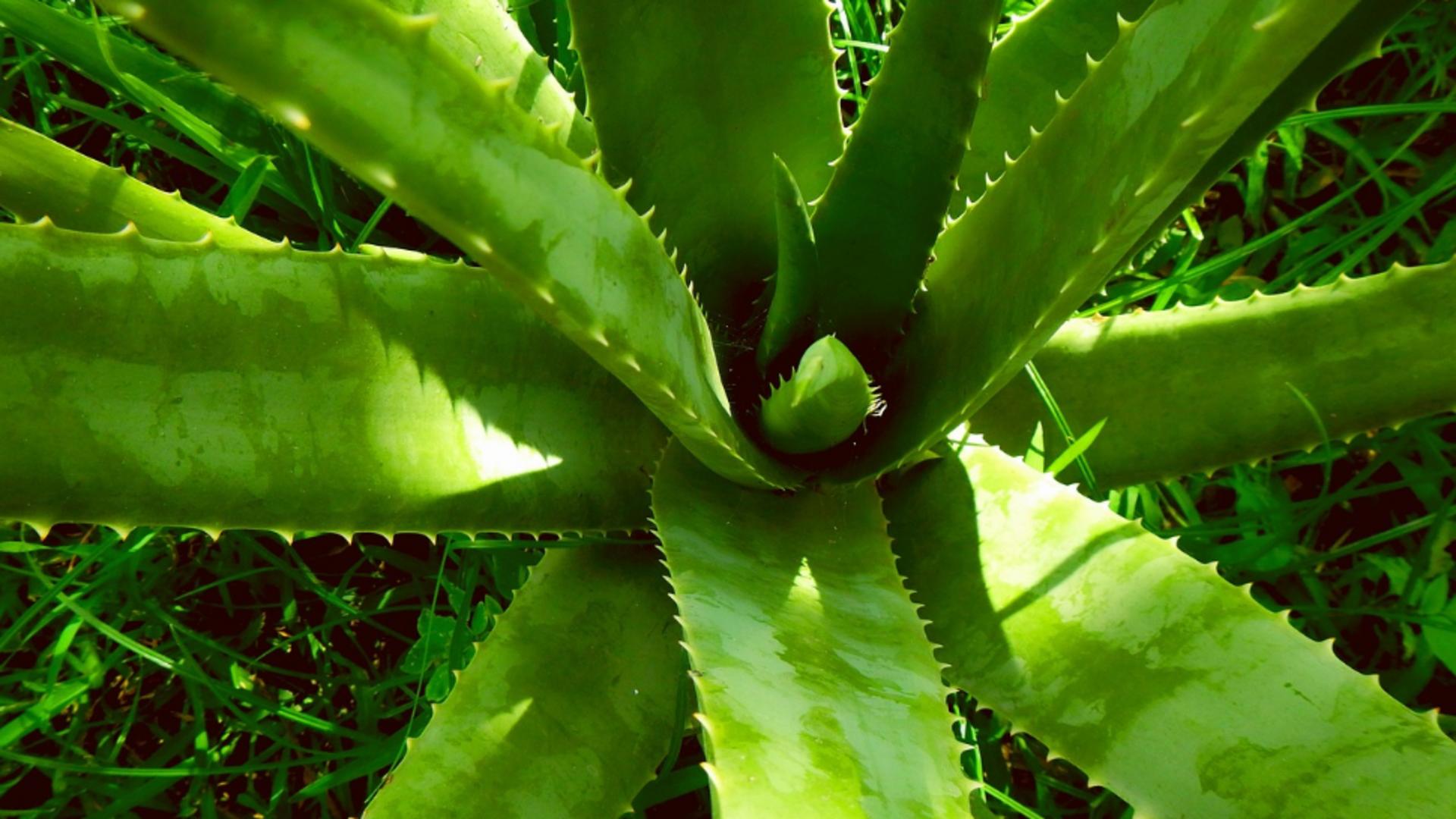 De ce trebuie să crești Aloe Vera în casă. Planta este considerată sacră