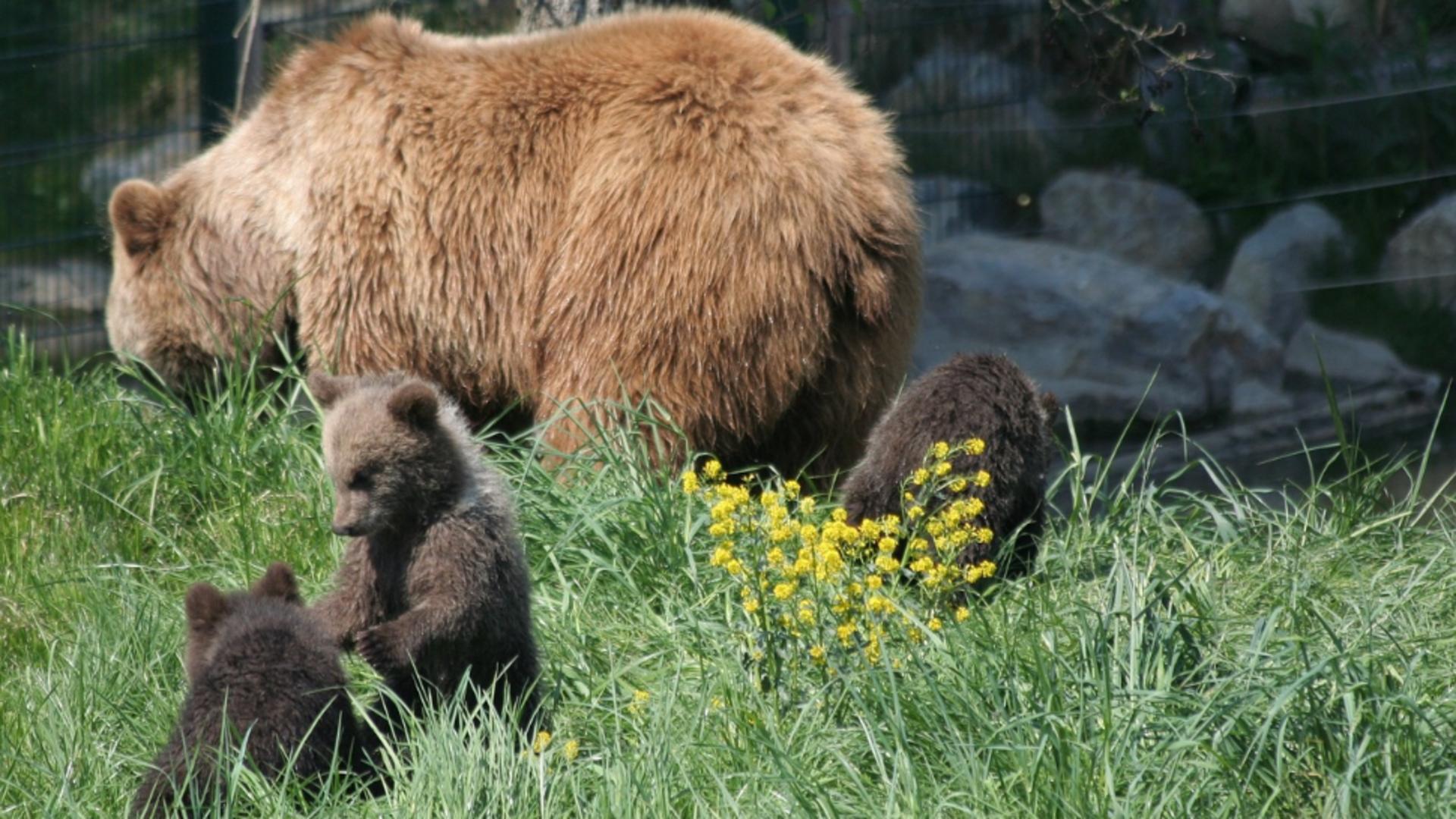 S-a dat liber la vânătoarea de urși! Animalele fac prăpăd în județul Suceava