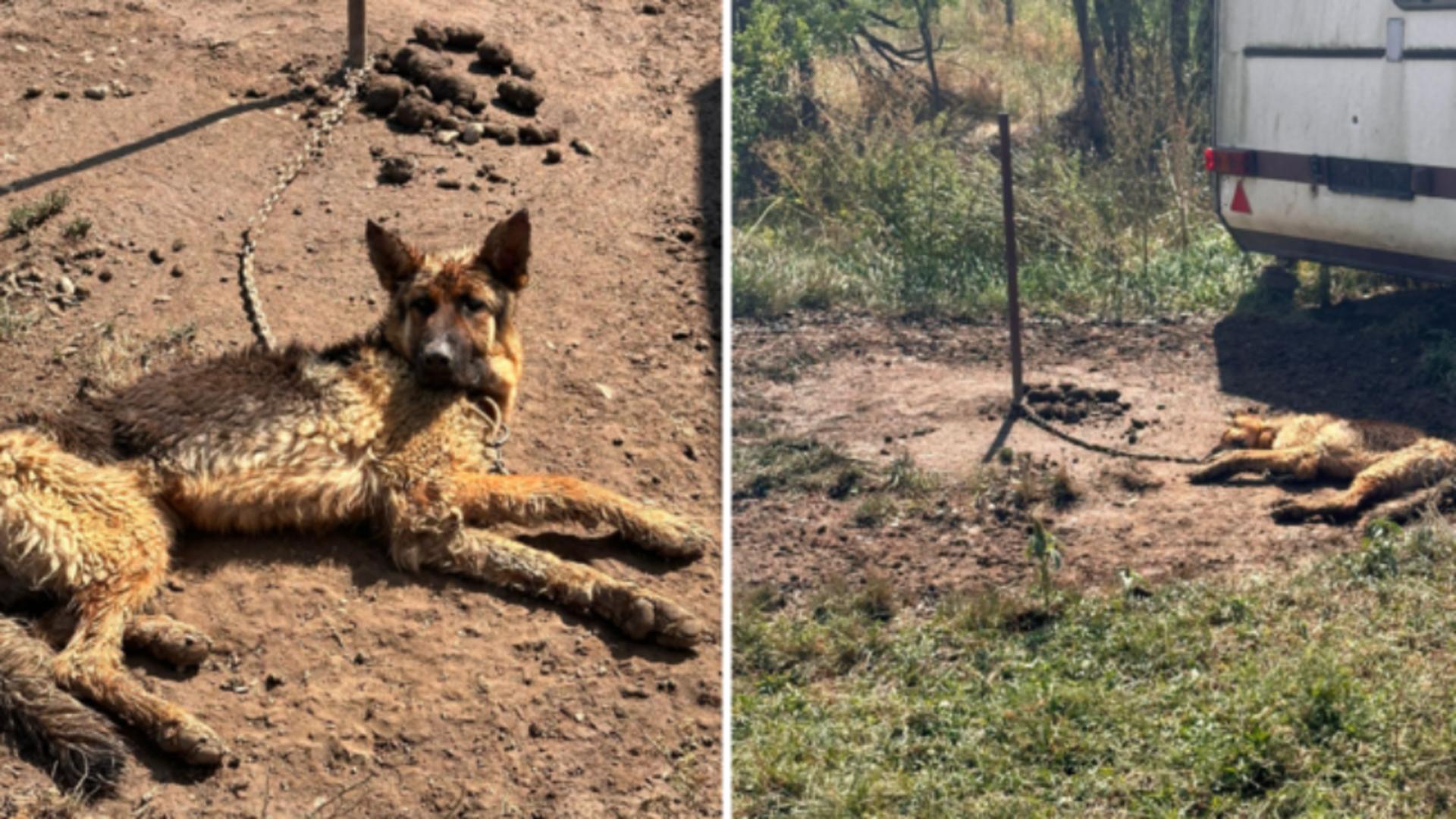 Animalul a fost preluat și dus la un adăpost