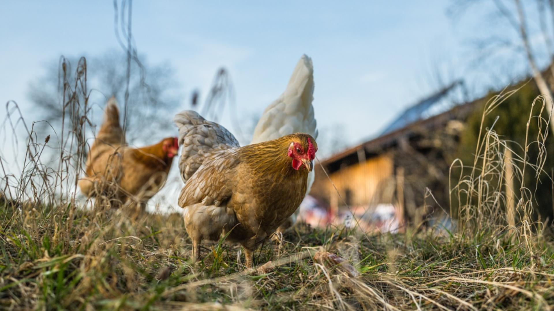 Locuitorii din Alba Iulia suferă din cauza mirosurilor neplăcute: Miroase a fecale de pui zi și noapte