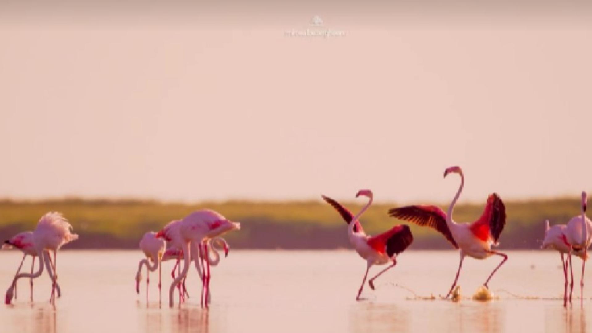 Colonii rare de flamingo populează Delta Dunării: Oportunitate unică pentru români