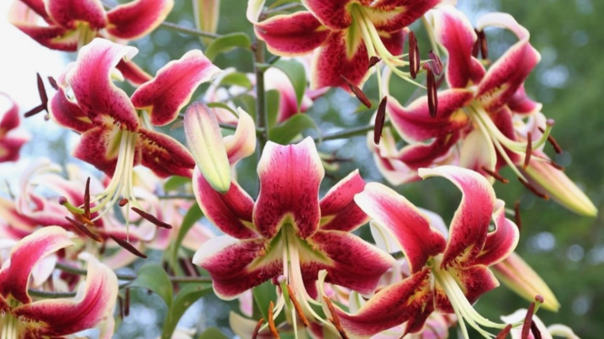 Vrei să te bucuri de o grădină plină de culoare? Alege bulbi de flori de calitate oferiți de Planteo.ro