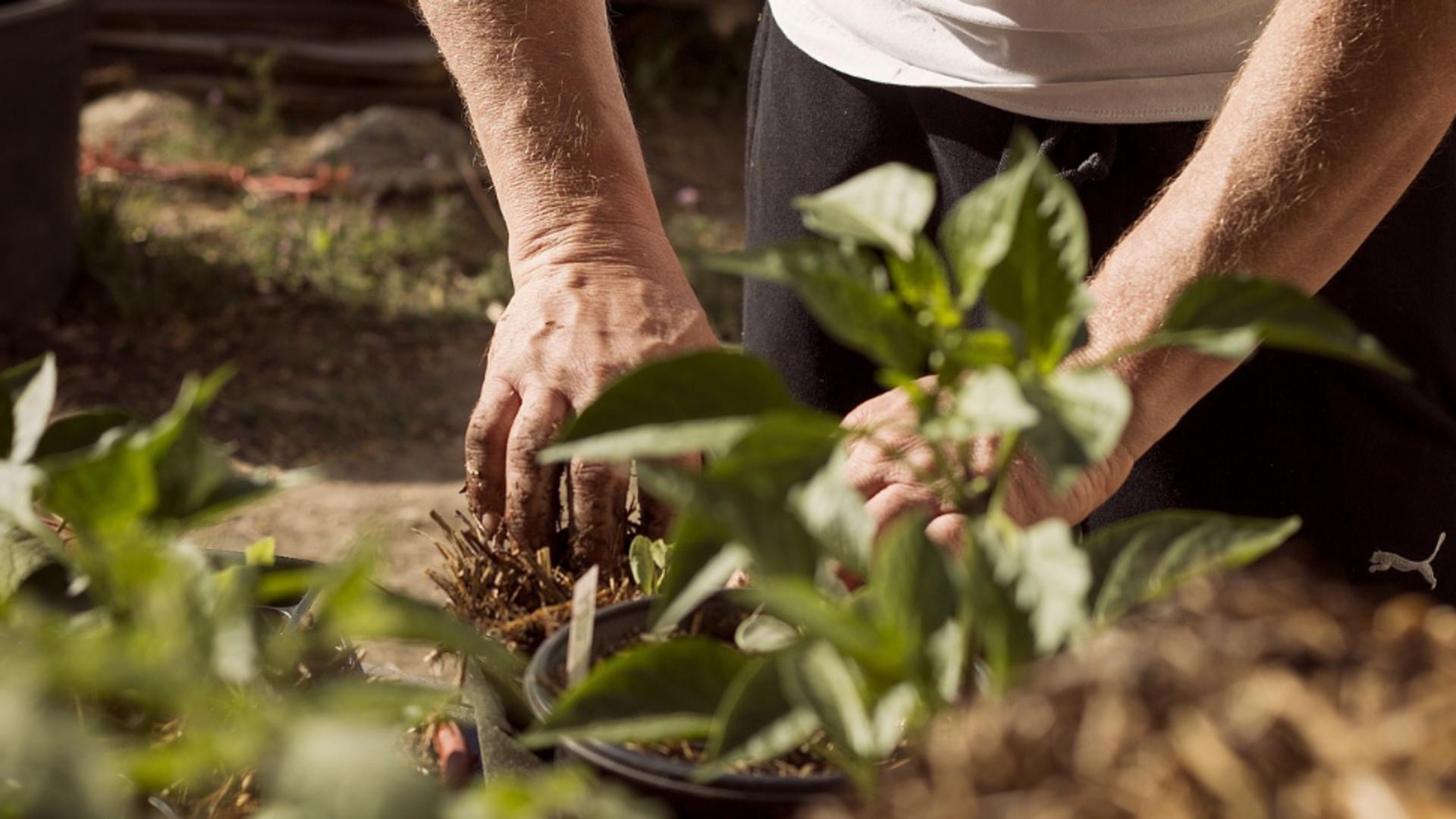 Cum să folosești bicarbonatul de sodiu împotriva făinării plantelor. Soluții și sfaturi pentru a scăpa și a preveni această problemă 