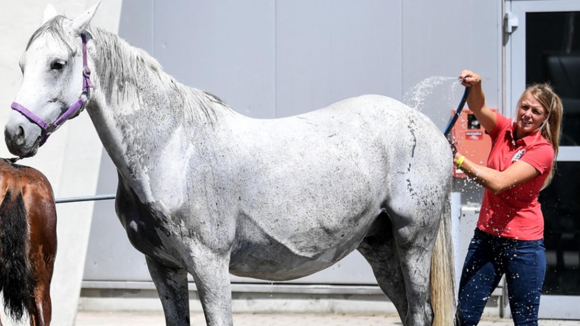 Laptele de iapă este cel mai apropiat ca formula de cel uman (foto: Profimedia)