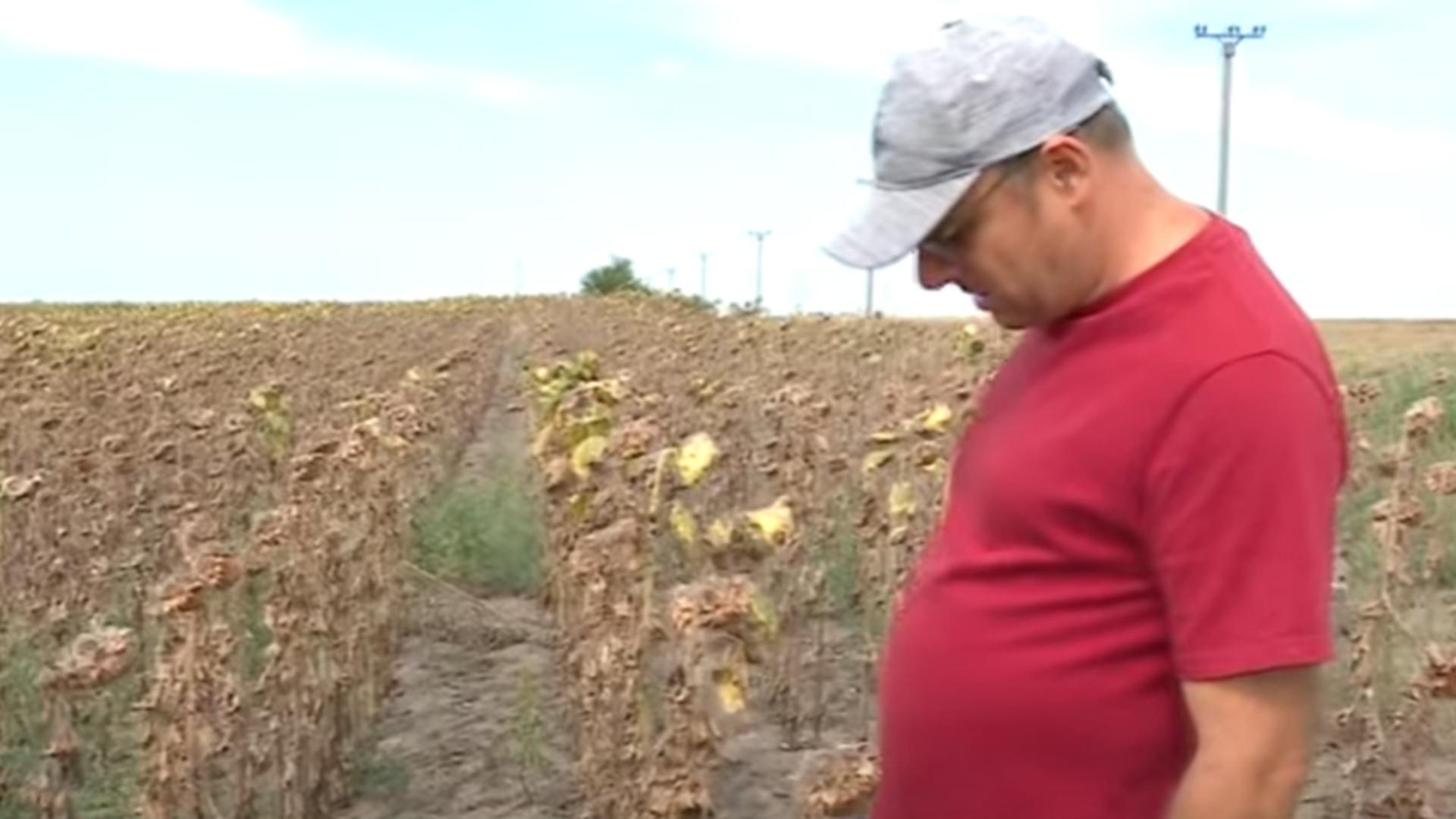 Perioadă neagră pentru fermieri. Foto: YouTube